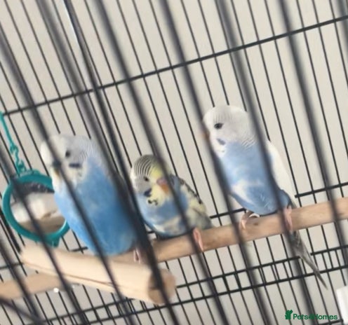 Budgerigars birds - Advert 2