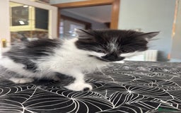 Mixed Breed cats for sale: Long haired girl fluffy Kittens  - Image 7