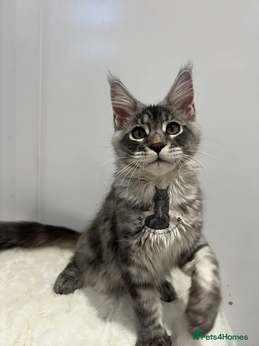 Maine Coon cats for sale: TICA girl female  Maine Coon blue silver tabby  - Advert 2