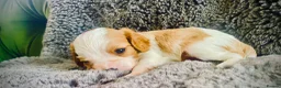 Cavalier King Charles Spaniel dogs for sale: KC Cavalier King Charles Puppies, All 4 Colours. - Advert 8