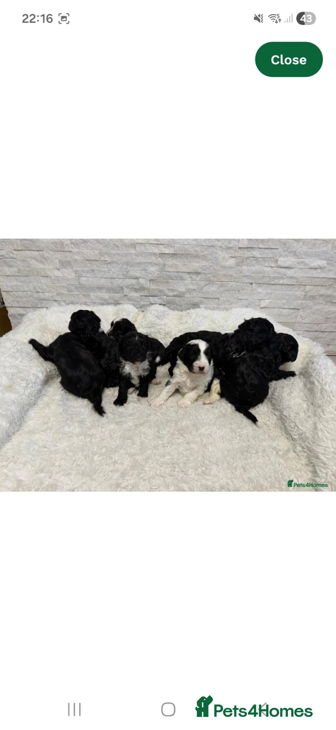 Miniature Poodle dogs for stud: KC Reg Miniature Parti Poodle - Advert 17