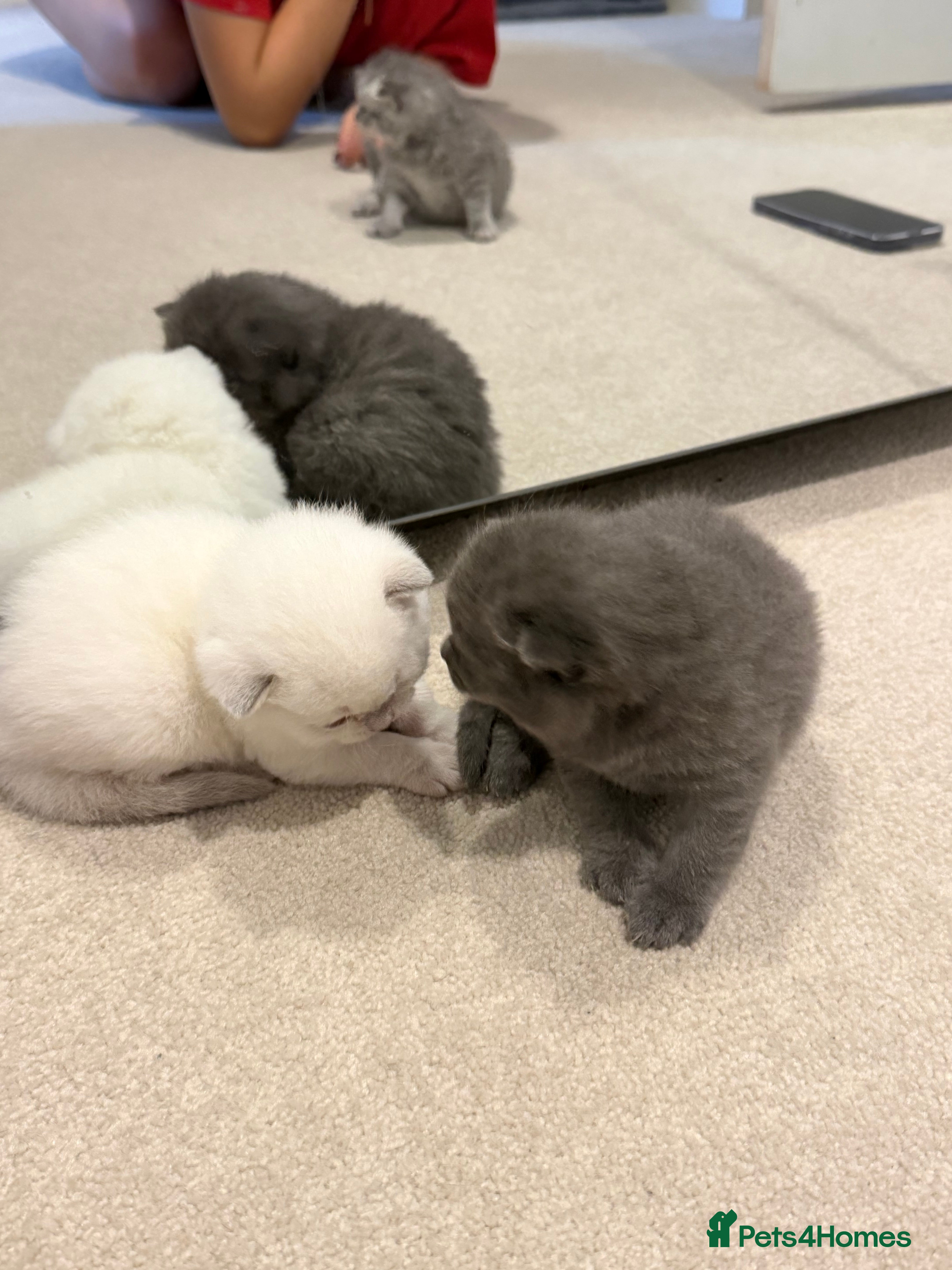 British Shorthair cats British Shorthair vs Scottish Fold  - Advert 9