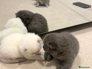 British Shorthair cats British Shorthair vs Scottish Fold - Advert 17