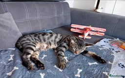 Bengal cats for sale: Bengal cross kittens  - Image 10