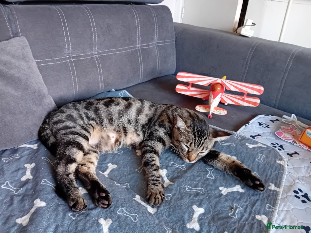 Bengal cats for sale: Bengal cross kittens  - Image 10