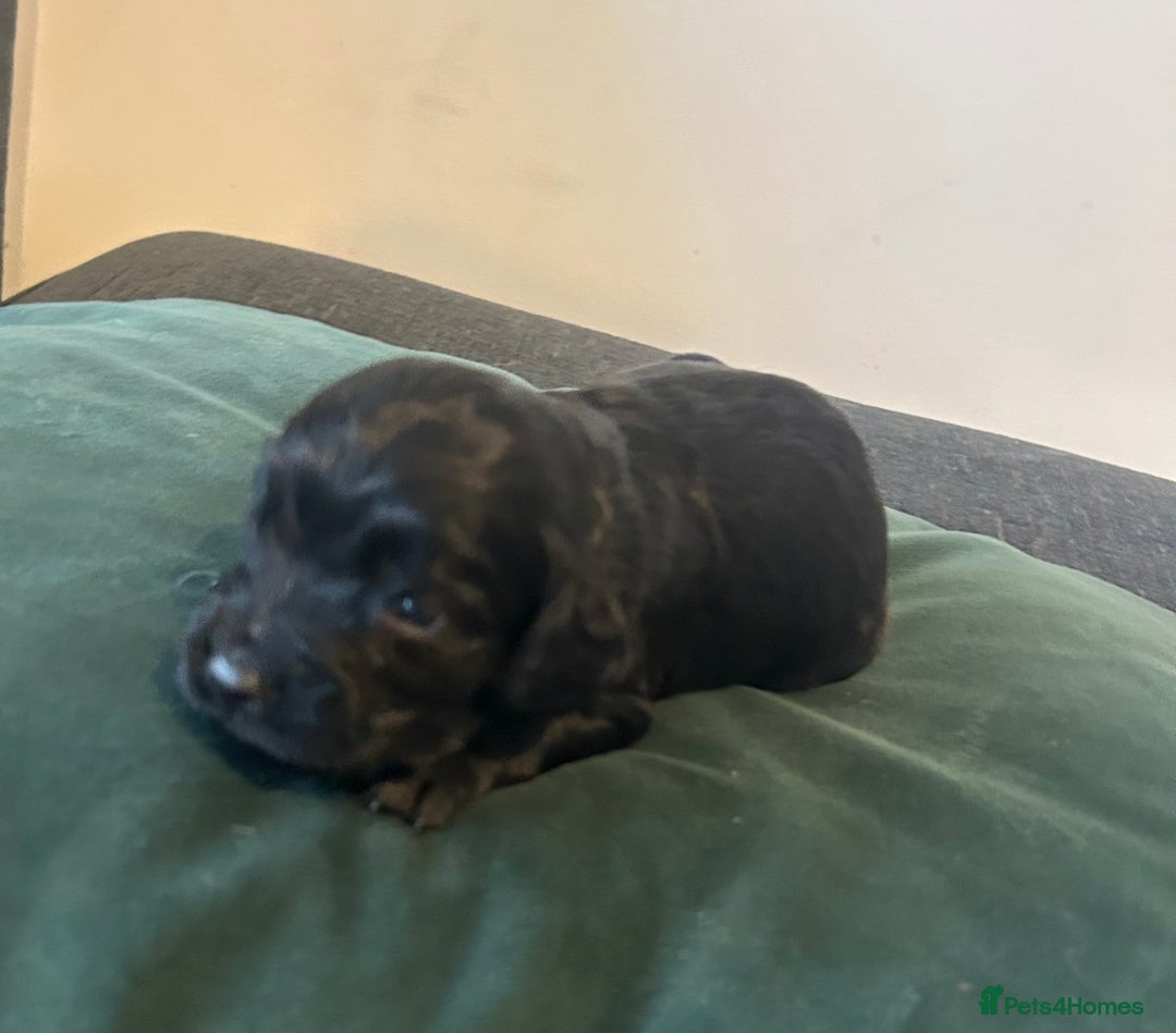 Cockapoo dogs for sale: 2 beautiful cocker spaniel puppies left for sale - Advert 7