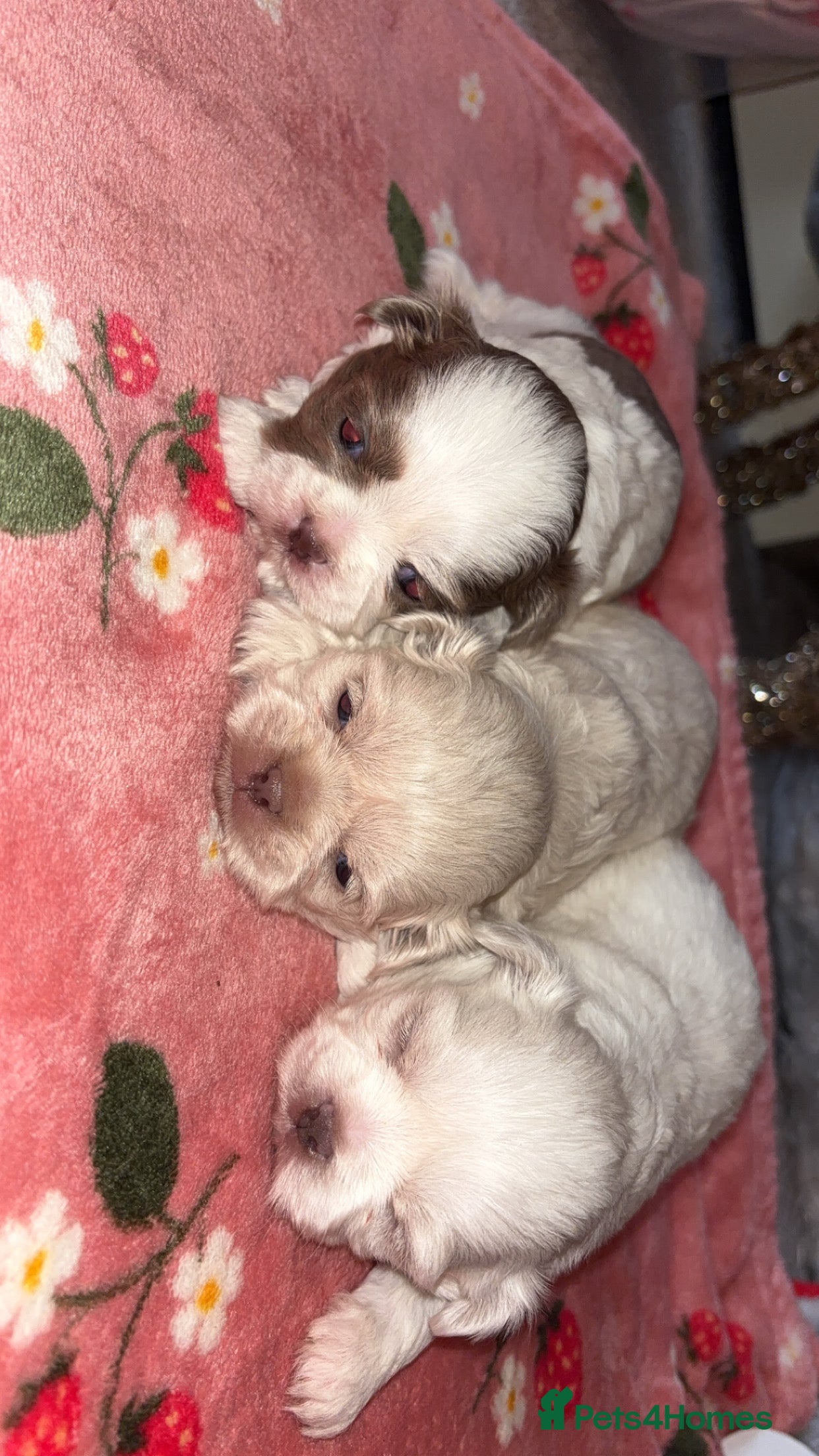 Shih Tzu dogs Beautiful Shih Tzu puppies - Advert 1