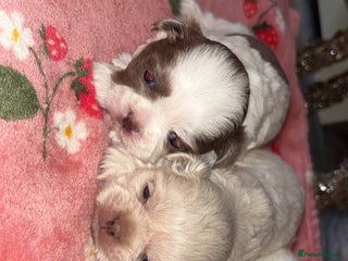 Shih Tzu dogs Beautiful Shih Tzu puppies - Advert 2