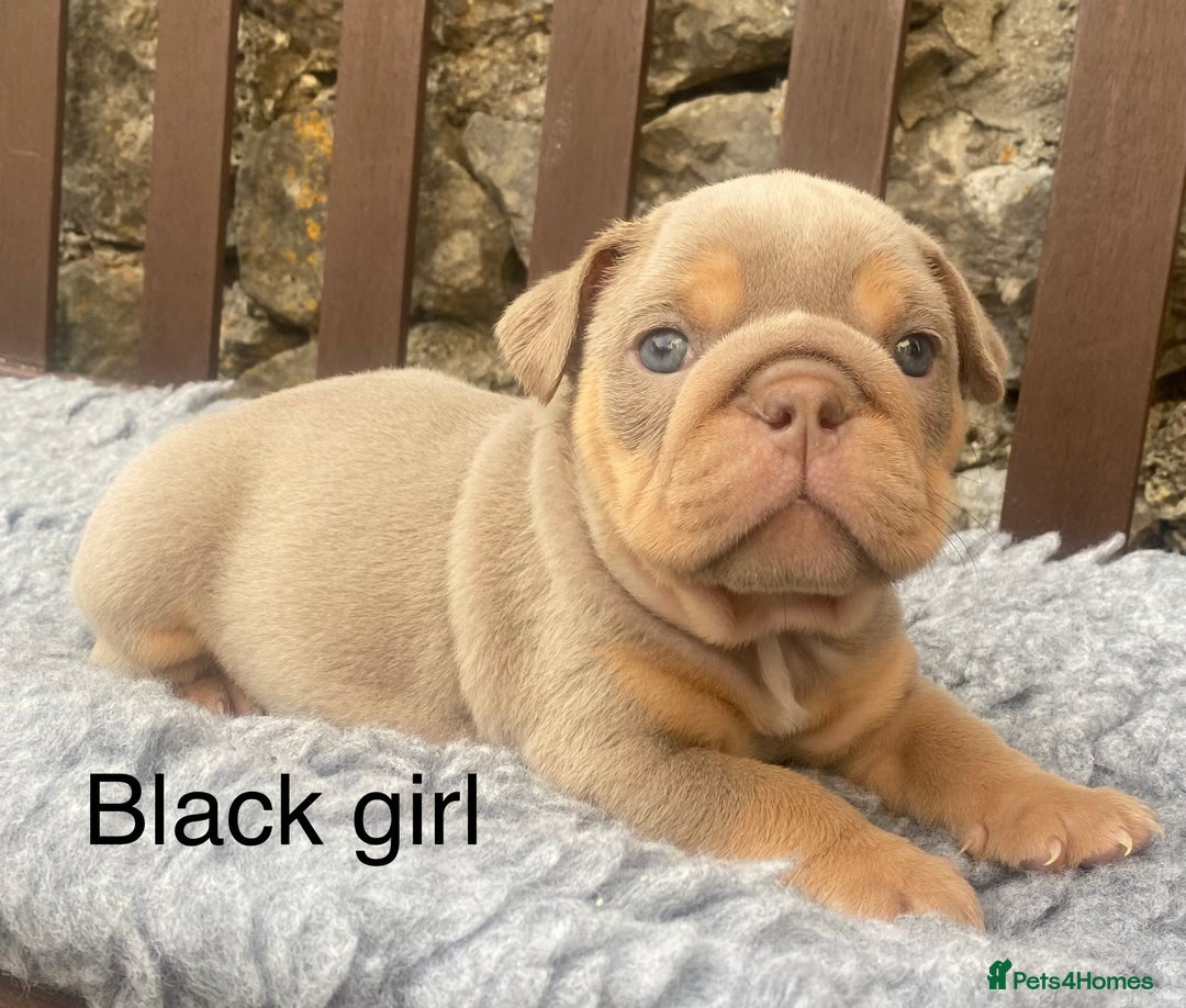 English Bulldog dogs for sale: KC REGISTERED LILAC & TAN ENGLISH BULLDOG PUPS - Image 19