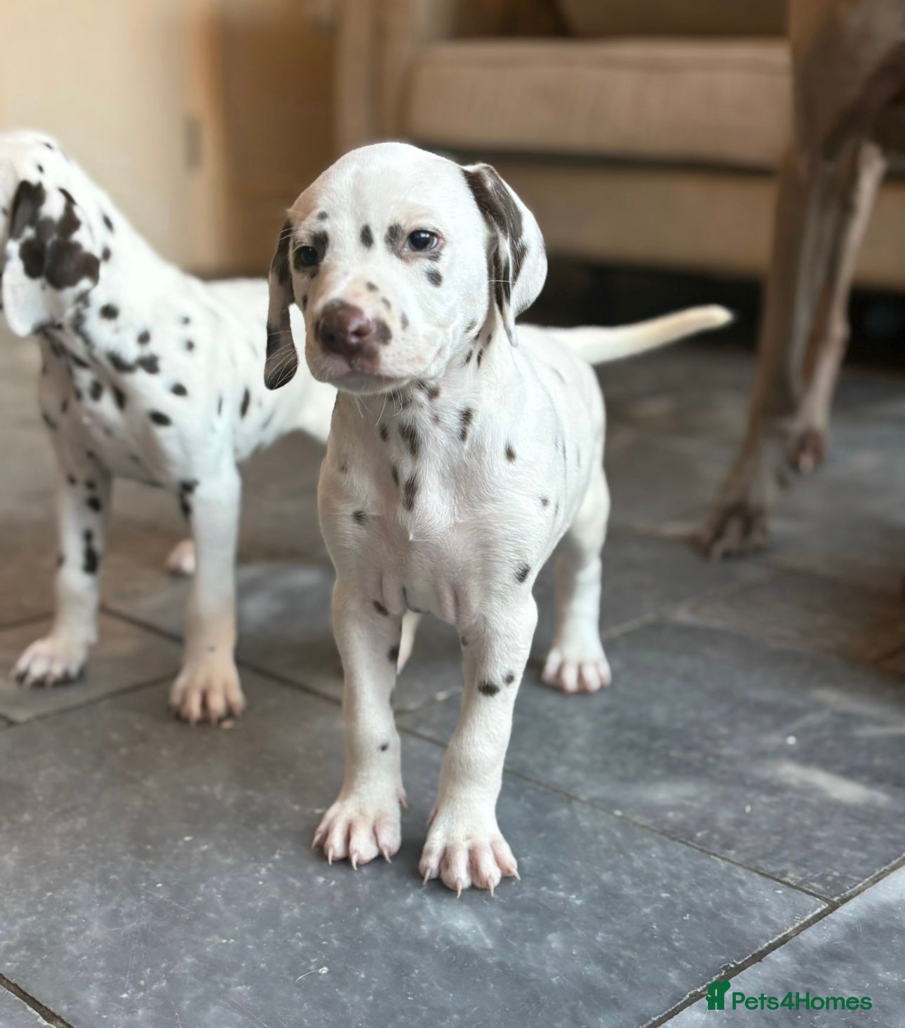 Dalmatian dogs 2 boys/2 girls available  - Advert 1