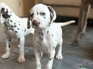 Dalmatian dogs 2 boys/2 girls available - Advert 8