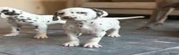Dalmatian dogs for sale: Only 1 boy available  - Advert 8