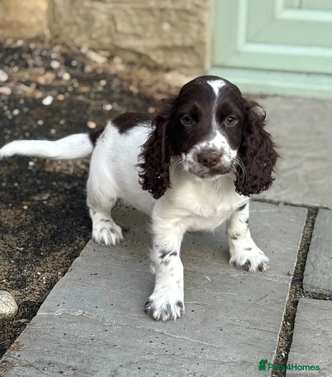 Cocker Spaniel dogs for sale: Cocker spaniel  - Advert 1