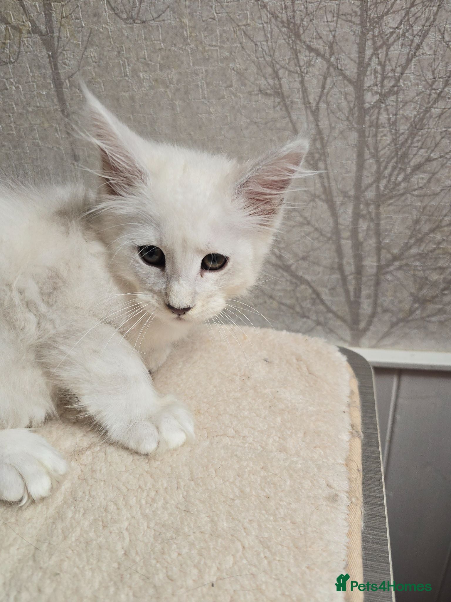 Maine Coon cats STUNNING RARE Maine Coons Shaded Shell Silver - Advert 2