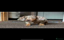 Miniature Dachshund dogs for sale: ❤️❤️Miniature dachshund ❤️❤️ - Image 7