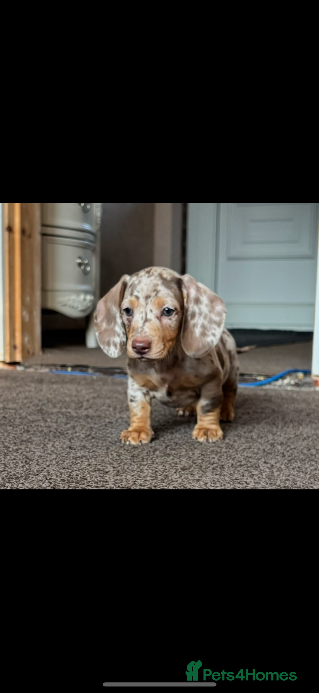 Miniature Dachshund dogs for sale: ❤️❤️Miniature dachshund ❤️❤️ - Image 7