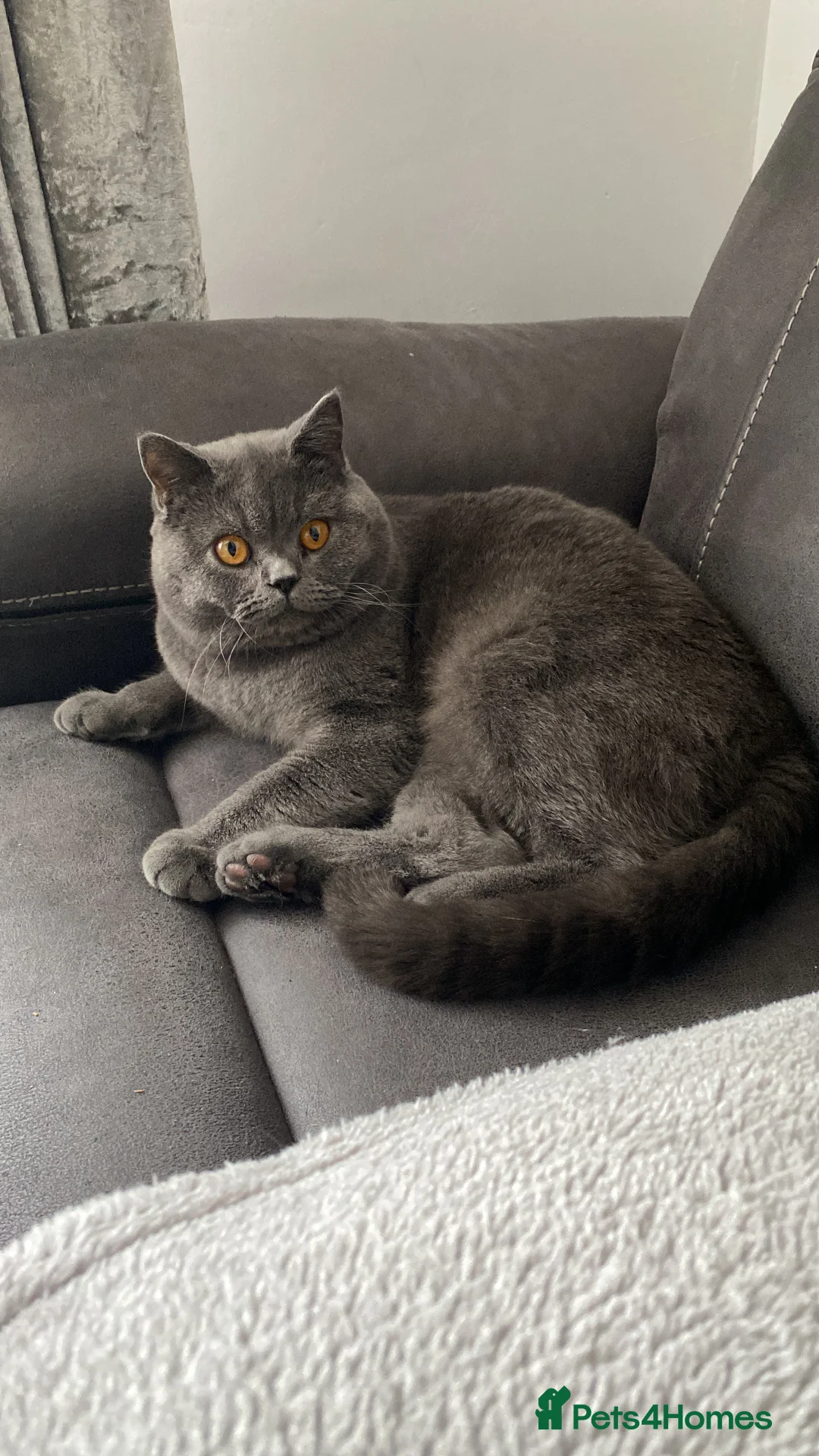 British Shorthair cats for sale: British shorthair kittens available”Ready now” - Advert 13