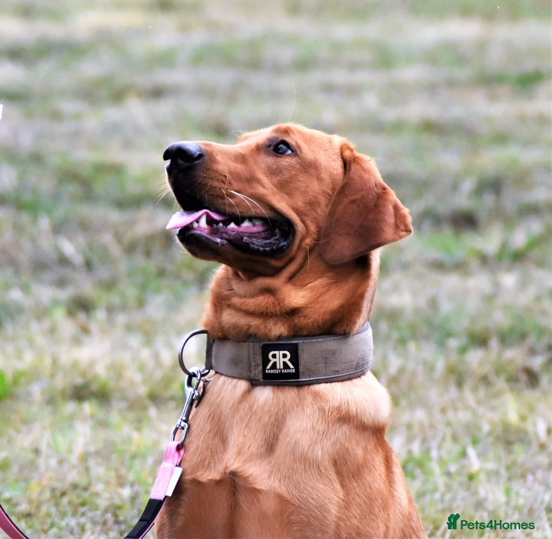 Labrador Retriever dogs for stud: Pedigree Health tested Fox Red Labrador for stud  in Wolverhampton - Advert 21