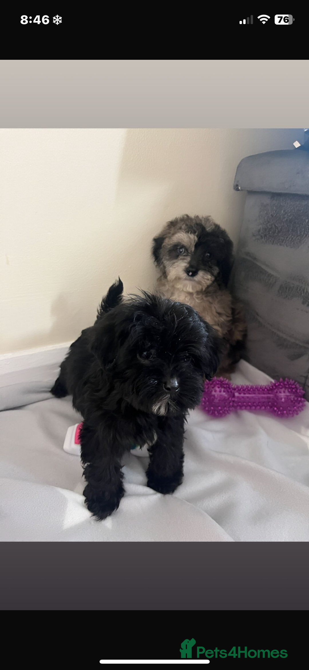 Cavapoo dogs for sale: Stunning cavapoo puppies  - Image 3