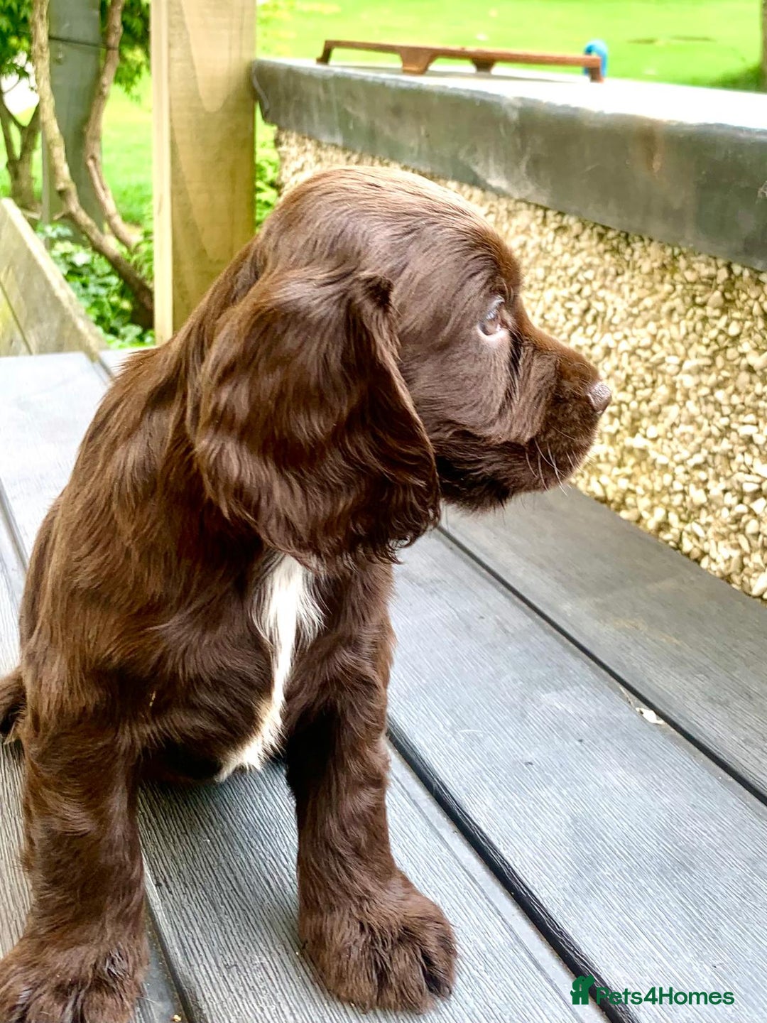 Cocker Spaniel dogs for sale: Working Cocker Spaniels. - Image 16