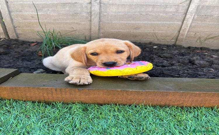 Labrador Retriever dogs - Advert 2