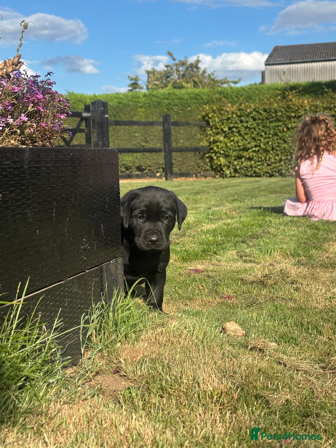 Labrador Retriever dogs for sale: Beautiful litter of Labradors - Image 6