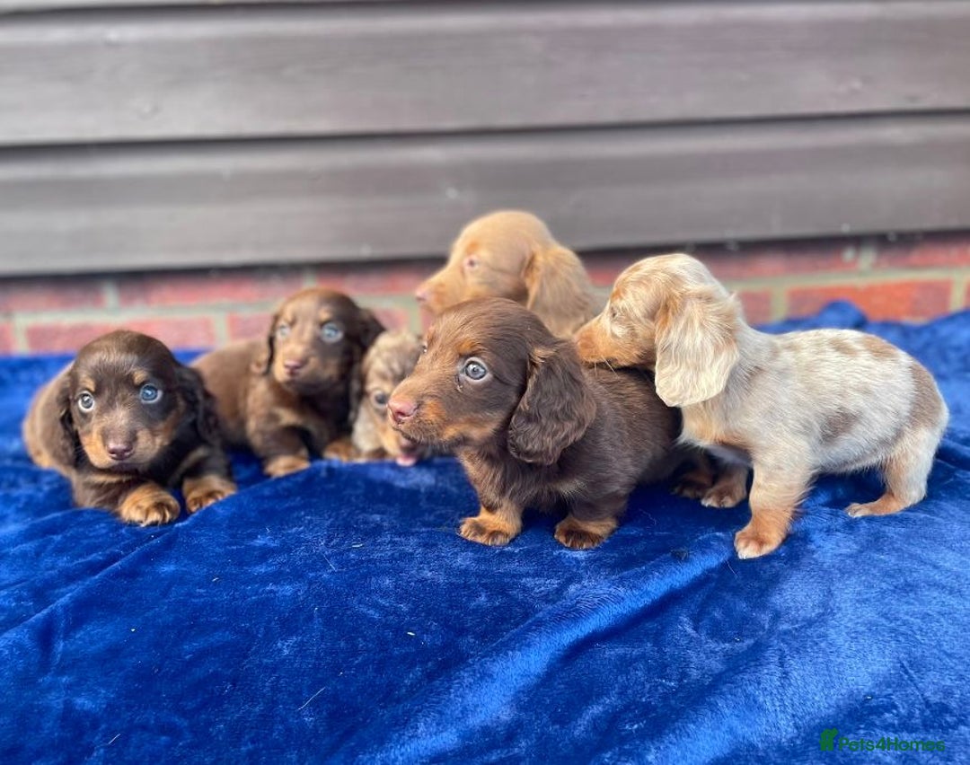 Miniature Dachshund dogs for sale: Long haired miniature Dashshund puppies  - Image 28