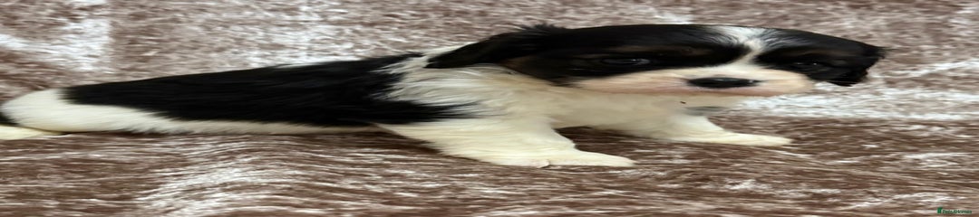 Cavalier King Charles Spaniel Puppy 4