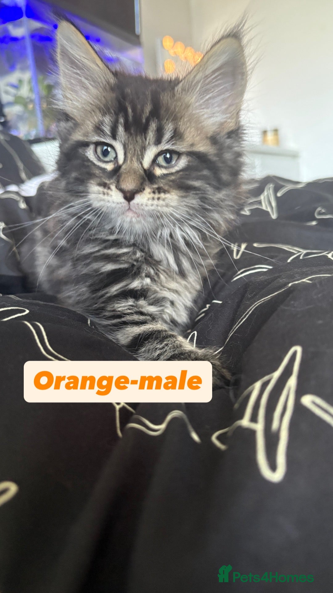 Maine Coon cats Fluffy Maine coone kittens  - Advert 2