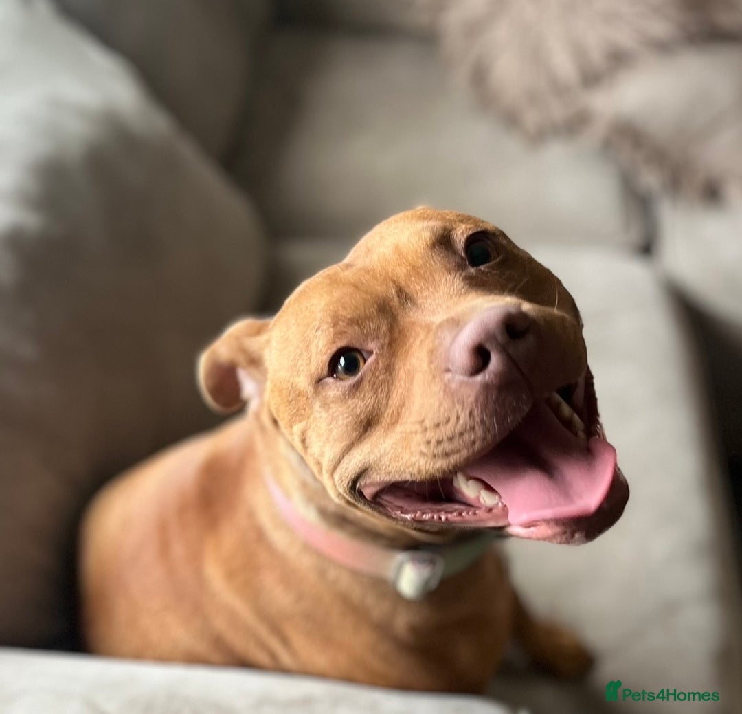 Staffordshire Bull Terrier dogs for sale: Waiting list RED STAFFORDSHIRE BULL TERRIER PUPS - Advert 4