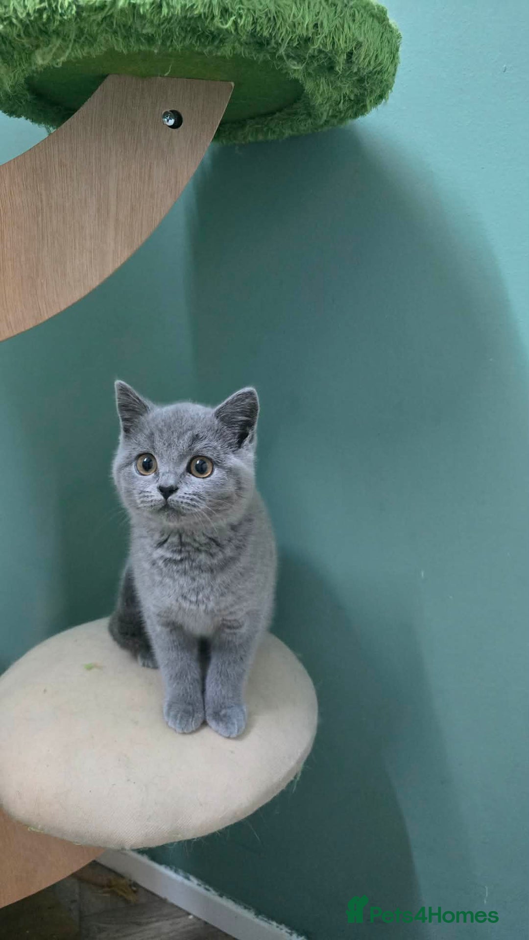 British Shorthair cats for sale: British Shorthair girl kitten - Advert 3