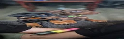 Dobermann dogs for sale: Dobermans Ready to Go. - Advert 20