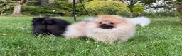 Pomeranian dogs for sale:  Teddy Bear Pomeranian Puppies - Advert 28