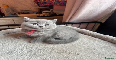 British Shorthair cats - Advert 4