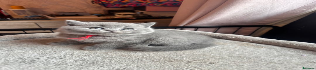 British Shorthair Kitten 1