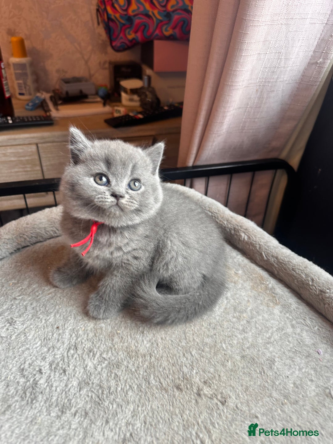 British Shorthair cats for sale: Stunning Social Loveable Blue Boys  - Image 3