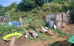 Ducks poultry for sale: Female ducks - Image 2