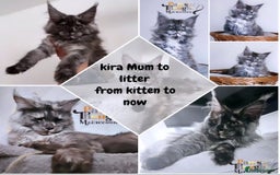 Maine Coon cats for sale: Stunning quality tica registered Mainecoon  - Image 13