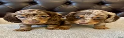Miniature Dachshund dogs for sale: Dachshund miniature long hair  - Advert 22