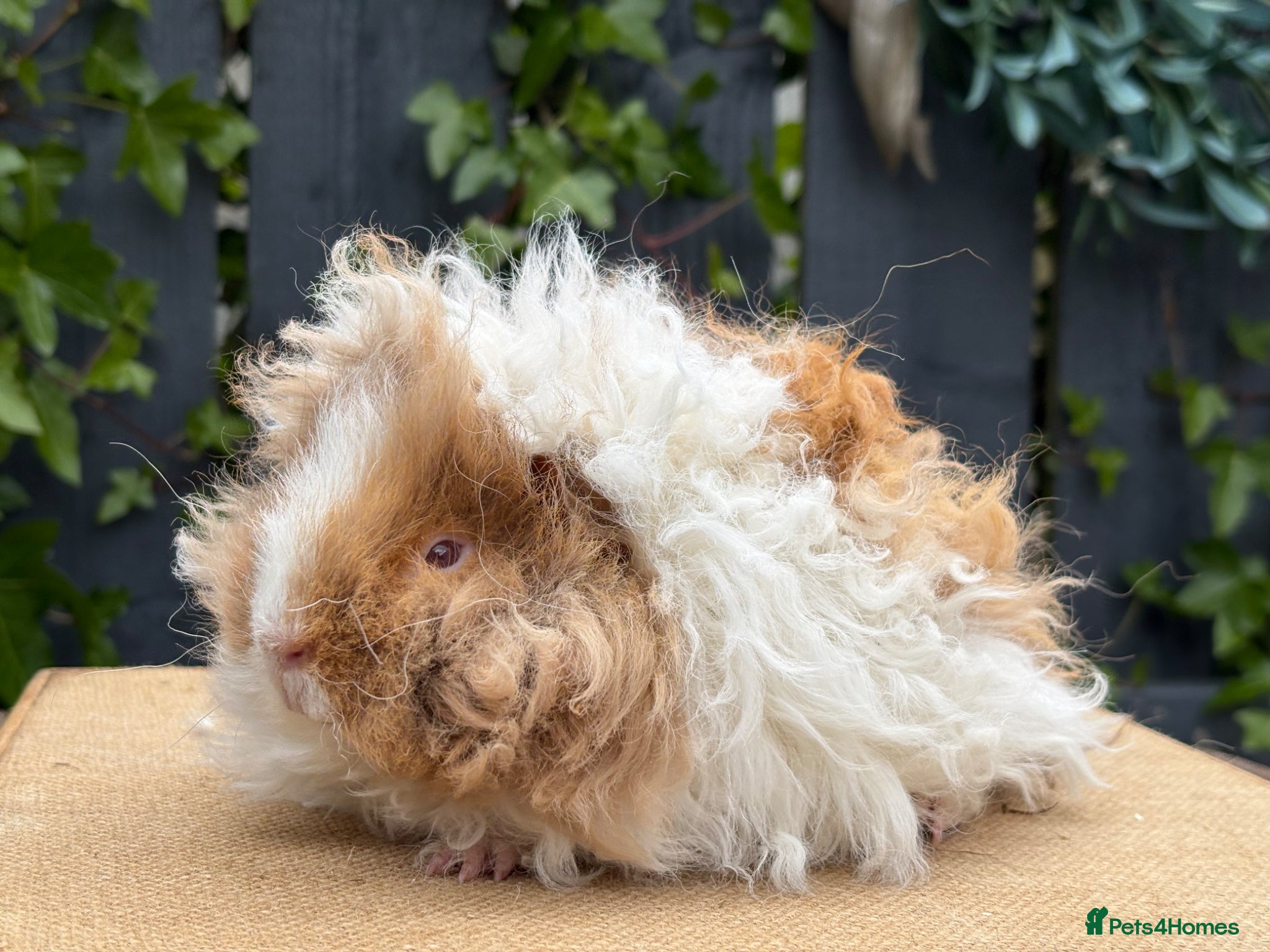 Guinea Pig rodents Purebred Lunkarya - Advert 1