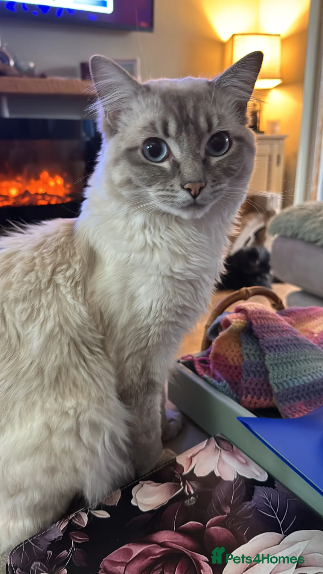 Ragdoll cats for sale: Ragdoll in Herne Bay - Advert 1