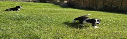 Mixed Breed dogs for sale: Sprollies  - Advert 14