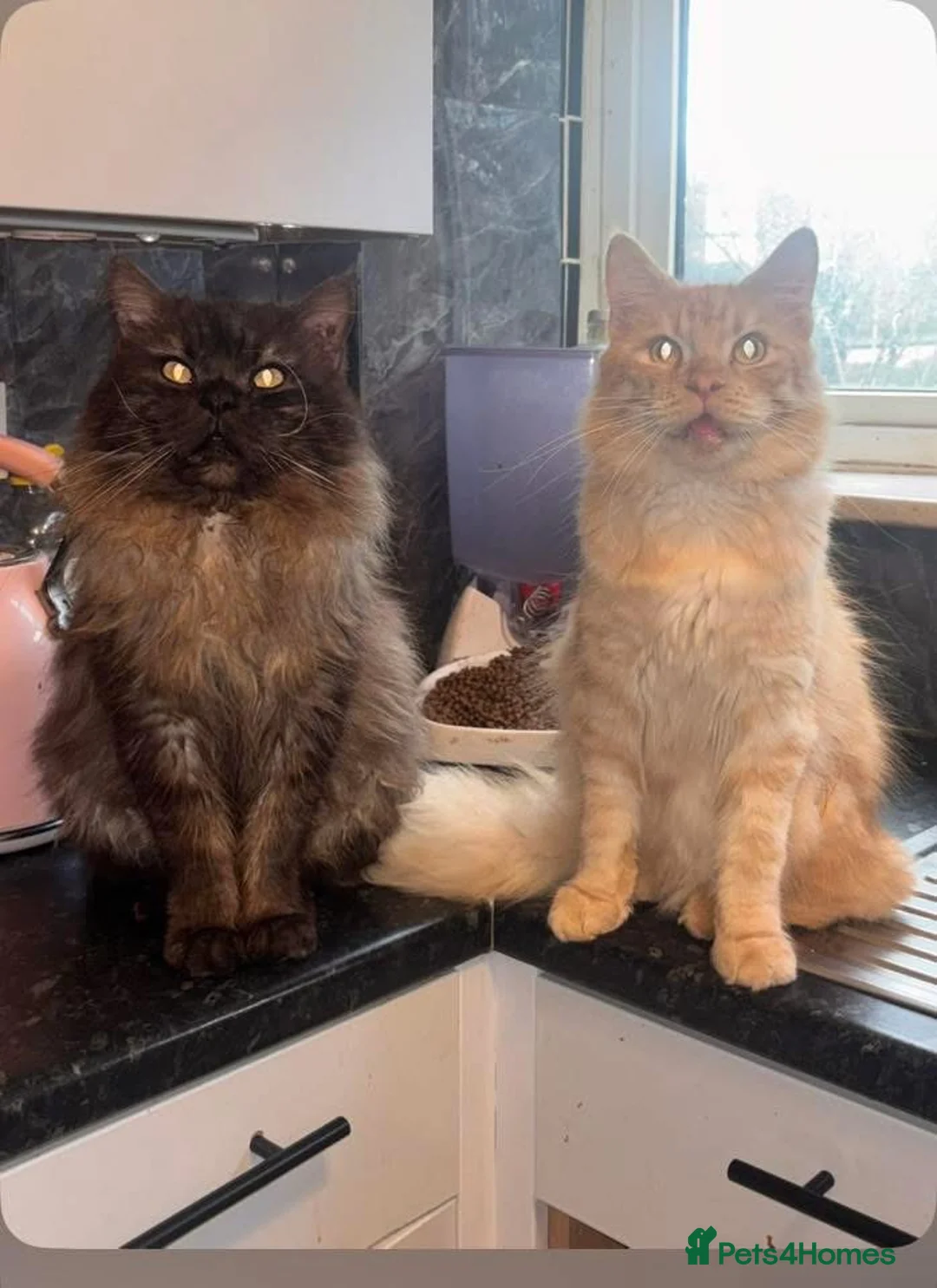 Maine Coon cats for sale: 5 beautiful maincoons  - Advert 2