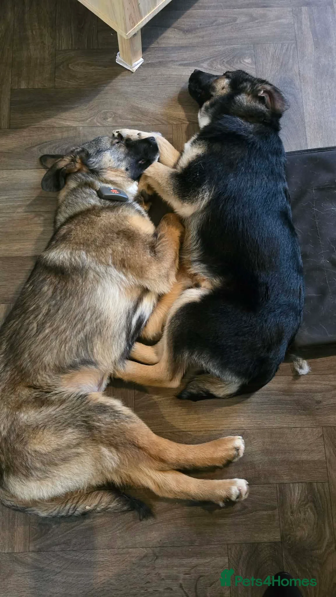 Mixed Breed dogs for adoption: Colby for adoption in Hastings - Advert 7