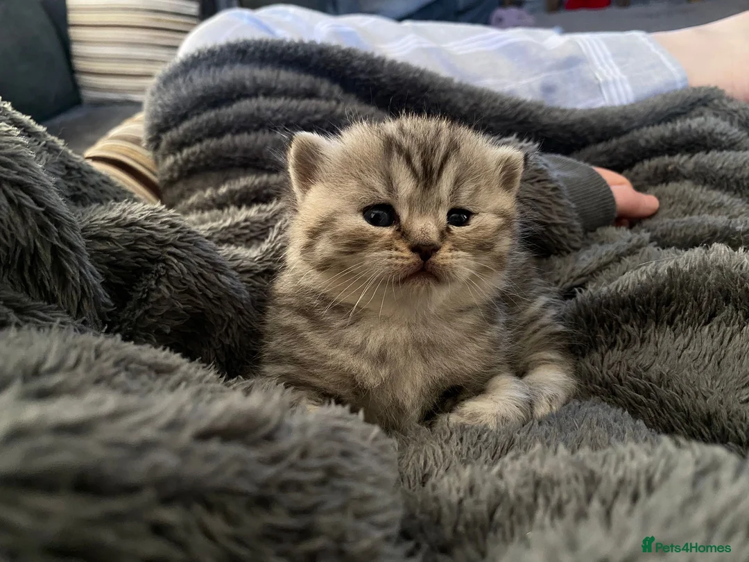 British Shorthair cats for sale: GCCF/TICA Silver spotted Male Active - Advert 2