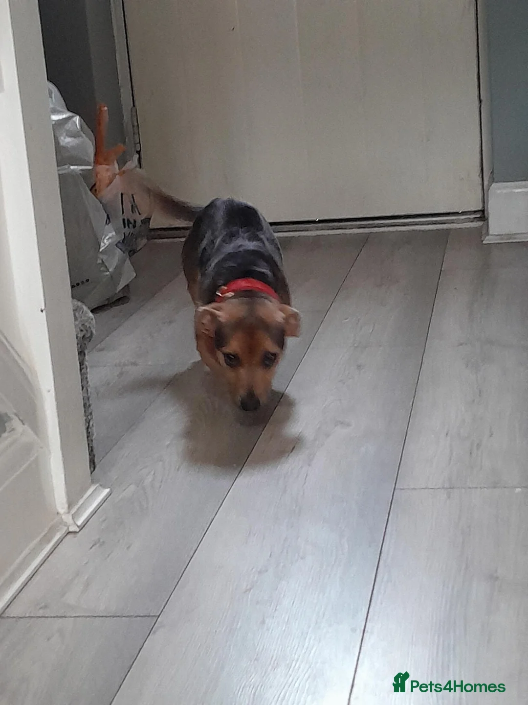 Jack Russell dogs for sale: Blue and tan jack russle boy  in Gloucester - Advert 2