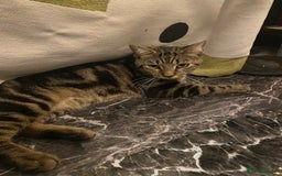 Domestic Shorthair cats for sale: Friendly 1 year old male domestic shorthair - Advert 3