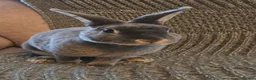 Rex rabbits for sale: Breeding pair of Unrelated mini rex - Advert 17