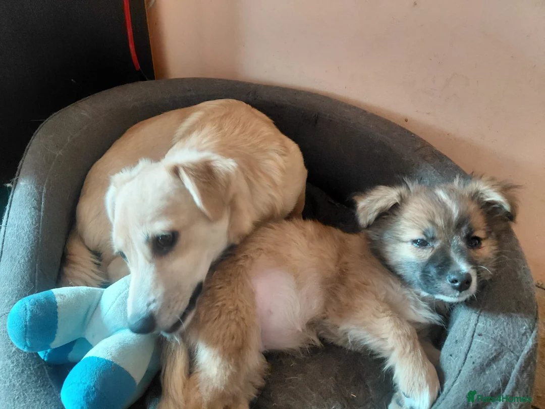 Mixed Breed dogs for adoption: 🌸Little HARA🌸- gentle, grateful and full of love - Advert 9