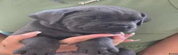 Cane Corso dogs for sale: Cane Corso Puppies - Advert 9